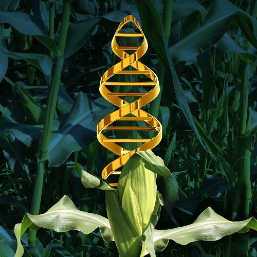 Genetically Modified Organisms image cover