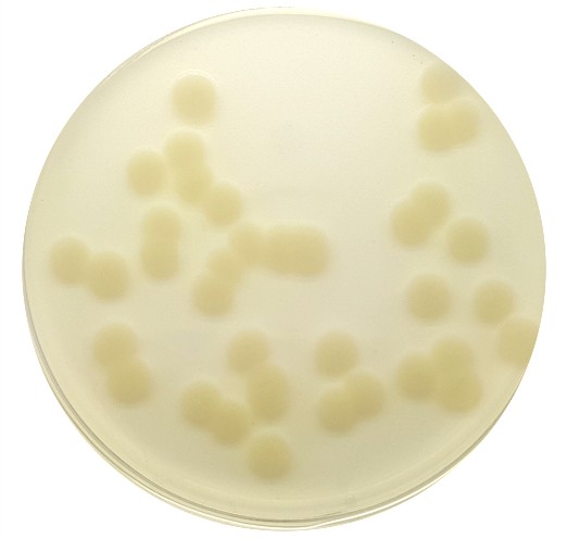 Mueller Hinton Agar (4mm) image cover