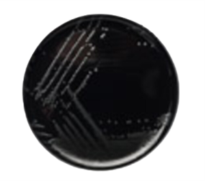 CCDA image cover