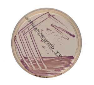 BRILLIANCE UTI CLARITY AGAR image cover
