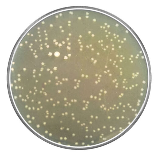 Haemophilus Test Medium image cover