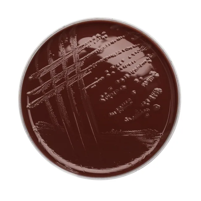 CHOCOLATE AGAR + BACITRACIN image cover