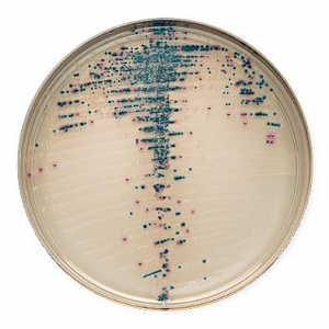 MUELLER HINTON  II AGAR 4mm image cover