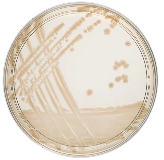 NUTRIENT AGAR image cover