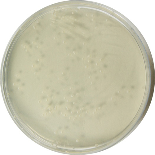 SABOURAUD DEXTROSE AGAR 90mm image cover