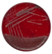 STAPH/STREP AGAR image cover