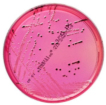 XLD (Harmonised Formula) image cover