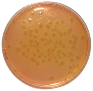 D.C.A. (DESOXYCHOLATE CITRATE AGAR (HYNES) image cover