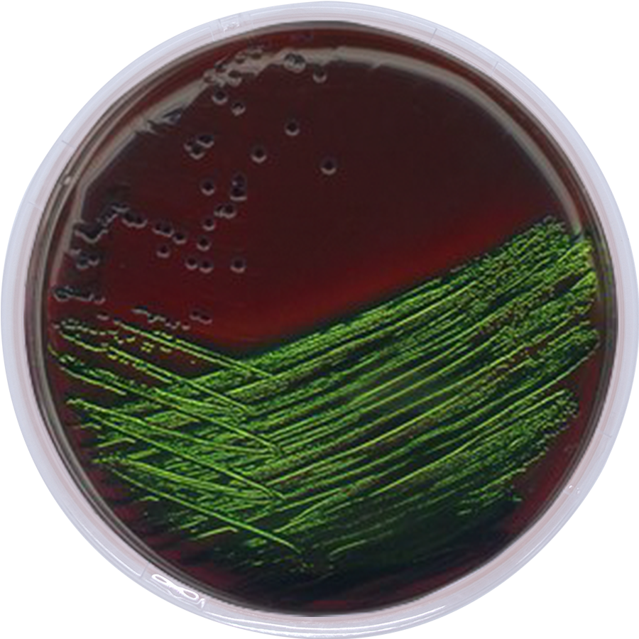 E.M.B. EOSIN METHYLENE BLUE AGAR (Modified) Levine image cover