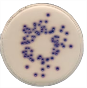 BILE AESCULIN AGAR image cover