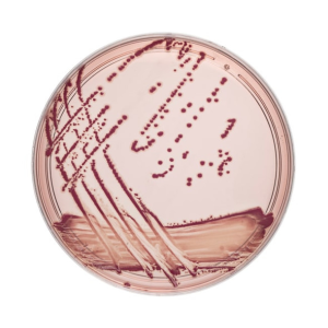 Sorbitol MacConkey Agar + Cefixime/Tellurite image cover