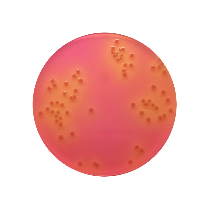 Sorbitol MacConkey Agar image cover