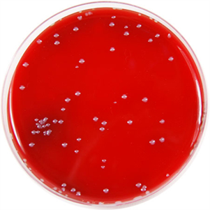 Fastidious Anaerobic Agar + NAL image cover