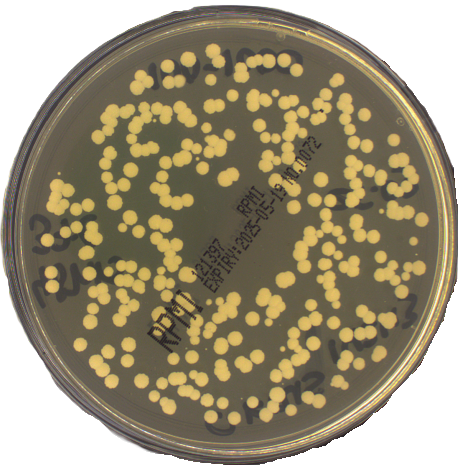 RPMI Agar + Mops + Glucose (Double Wrap) image cover