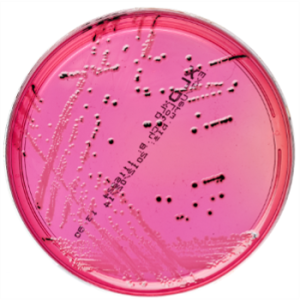 XLD Agar image cover